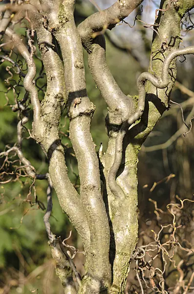 553076 - Korkenzieherhasel (Corylus avellana 'Contorta')