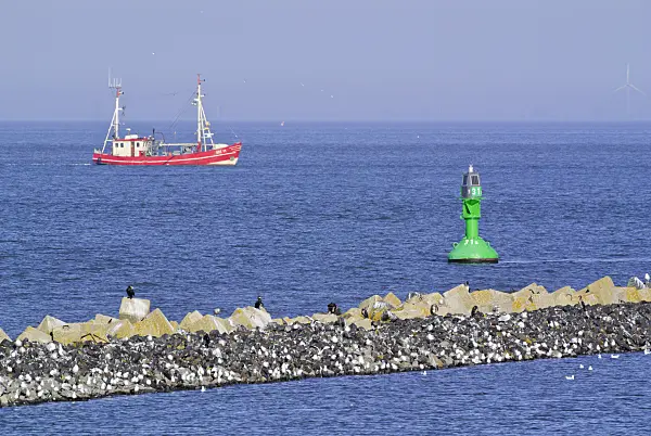 525097 - Kormorane (Phalacrocorax carbo) und Möwen (Larus) an der Elbemündung bei Cuxhaven, Deutschland