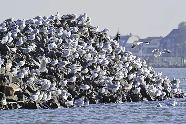 525099 - Kormorane (Phalacrocorax carbo) und Möwen (Larus) an der Elbemündung bei Cuxhaven, Deutschland