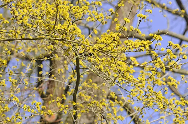 542021 - Kornelkirsche (Cornus mas)