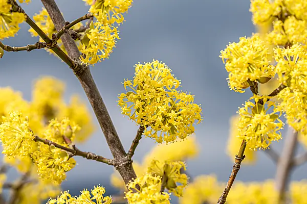 664104 - Kornelkirsche (Cornus mas)