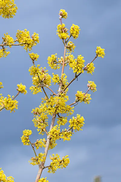 664102 - Kornelkirsche (Cornus mas 'Jolico')
