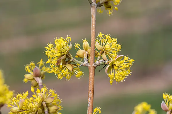 664103 - Kornelkirsche (Cornus mas 'Jolico')