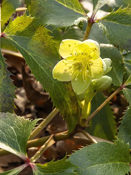 446031 - Korsische Nieswurz (Helleborus argutifolius)