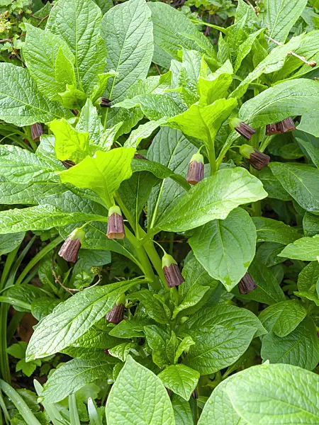 436226 - Krainer Tollkraut (Scopolia carniolica syn. Hyoscyamus scopolia)