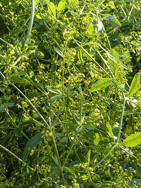 461152 - Krapp (Rubia tinctoria)