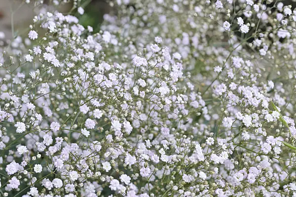 486144 - Kriechendes Schleierkraut (Gypsophila repens 'Rosenschleier')