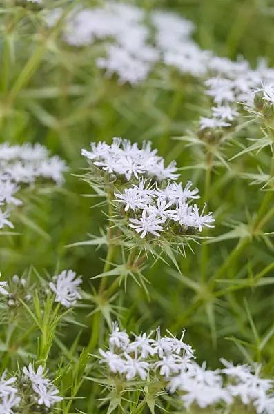 534005 - Kronenkraut (Drypis spinosa)