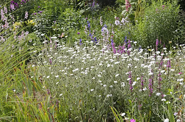 570077 - Kronenlichtnelke (Lychnis coronaria 'Alba' syn. Silene coronaria 'Alba')