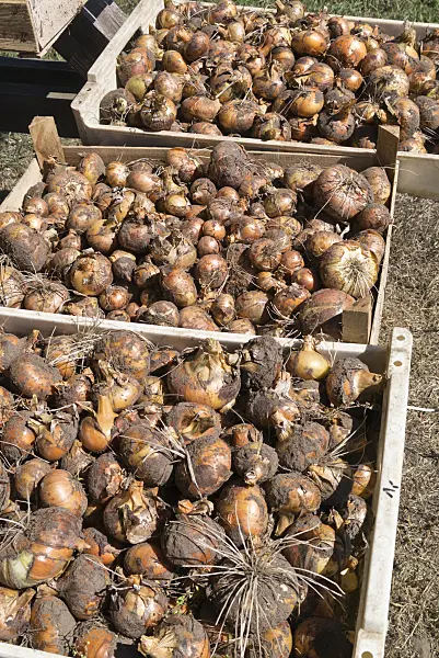559147 - Küchenzwiebel (Allium cepa)