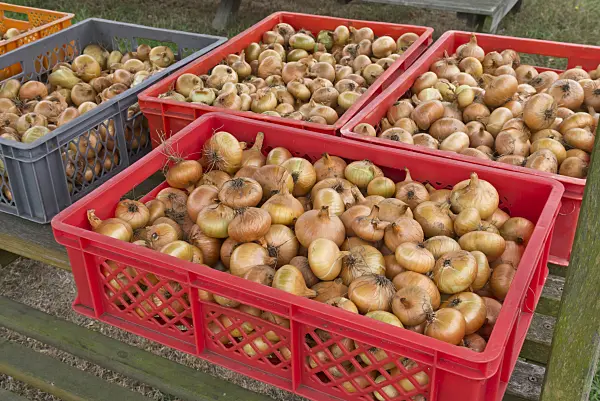 562001 - Küchenzwiebel (Allium cepa) in Kisten