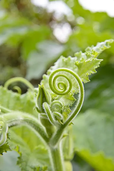 545145 - Kürbis (Cucurbita)