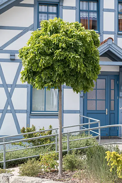 664011 - Kugelahorn (Acer platanoides 'Globosum')