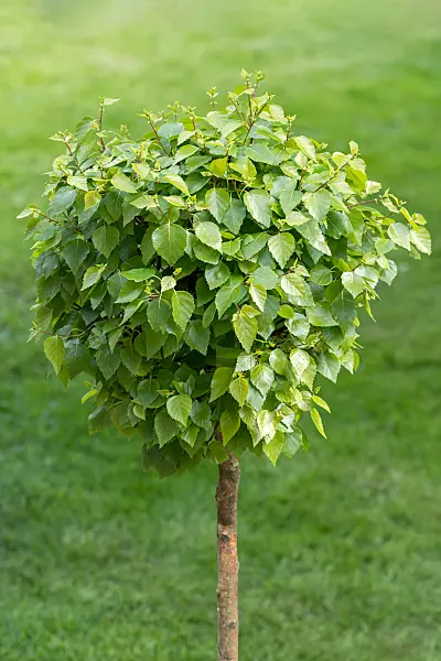 664055 - Kugelbirke (Betula pendula 'Magical Globe')