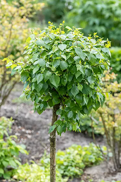 664057 - Kugelbirke (Betula pendula 'Magical Globe')