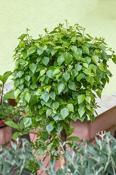 664058 - Kugelbirke (Betula pendula 'Magical Globe')