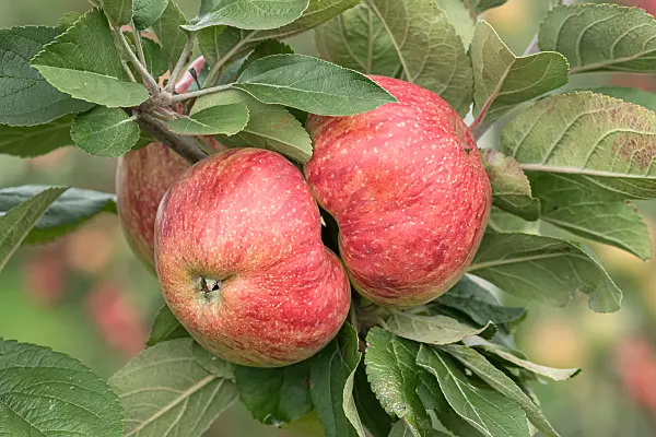 675205 - Kulturapfel (Malus x domestica 'Altländer Pfannkuchenapfel')