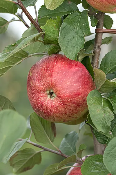 675206 - Kulturapfel (Malus x domestica 'Altländer Pfannkuchenapfel')