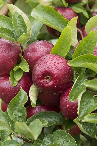 616024 - Kulturapfel (Malus x domestica 'Gaia')
