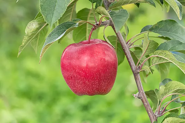675214 - Kulturapfel (Malus x domestica 'Gloster')