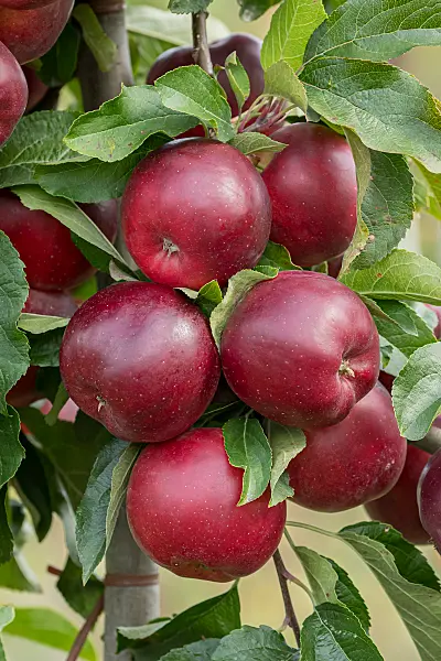 675216 - Kulturapfel (Malus x domestica 'Isaaq')