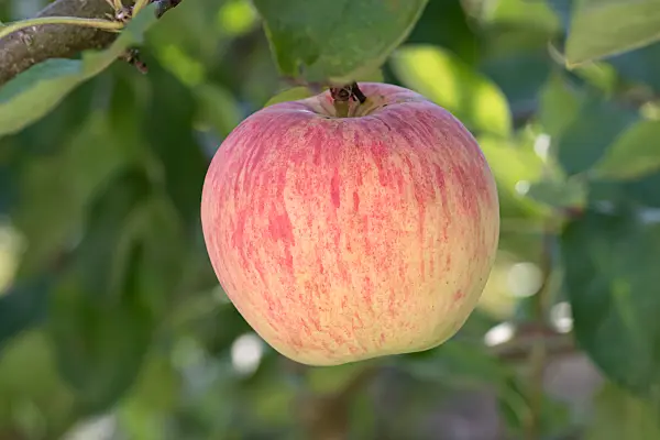 675220 - Kulturapfel (Malus x domestica 'James Grieve')