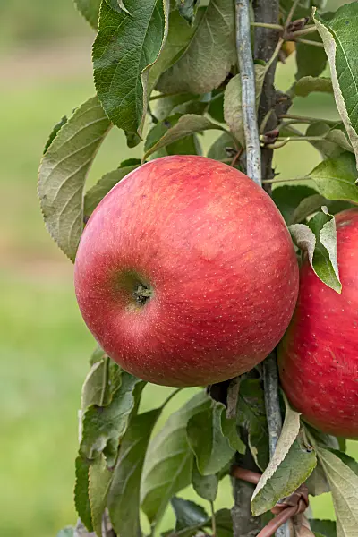 675221 - Kulturapfel (Malus x domestica 'Jarle')