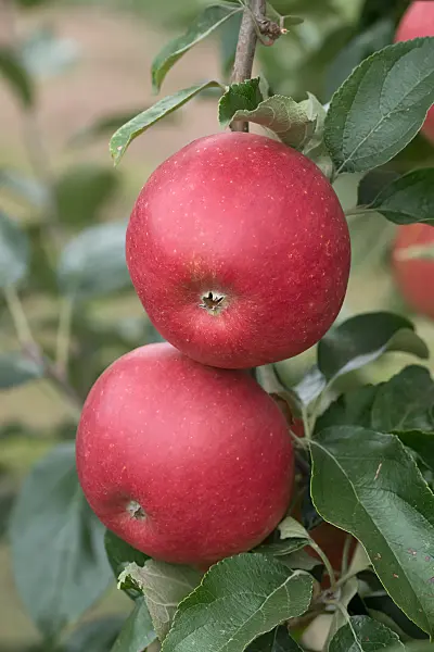 675256 - Kulturapfel (Malus x domestica 'Mairac')