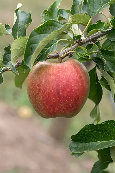 675258 - Kulturapfel (Malus x domestica 'Mariella')