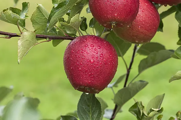 616044 - Kulturapfel (Malus x domestica 'Orangenburg')