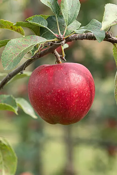 675236 - Kulturapfel (Malus x domestica 'Rea Juice')