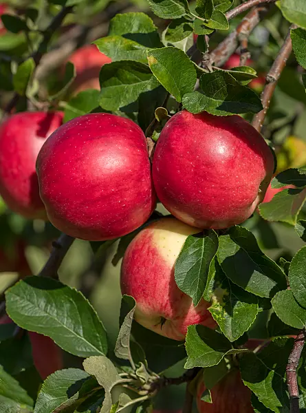 675237 - Kulturapfel (Malus x domestica 'Rebella')