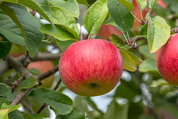 675239 - Kulturapfel (Malus x domestica 'Red Topaz')