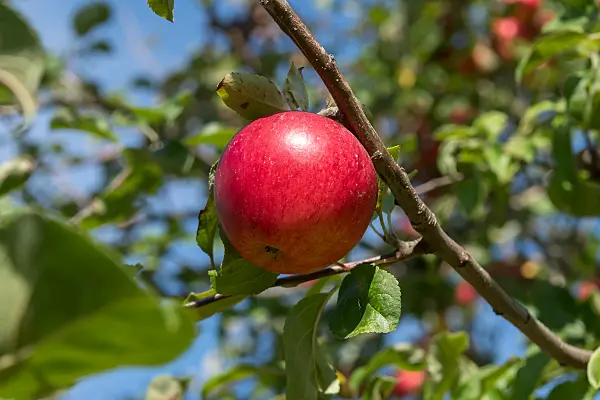 675241 - Kulturapfel (Malus x domestica 'Reglindis')
