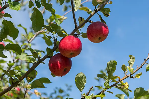 675242 - Kulturapfel (Malus x domestica 'Reglindis')
