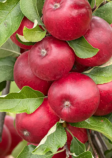 675244 - Kulturapfel (Malus x domestica 'Releika')