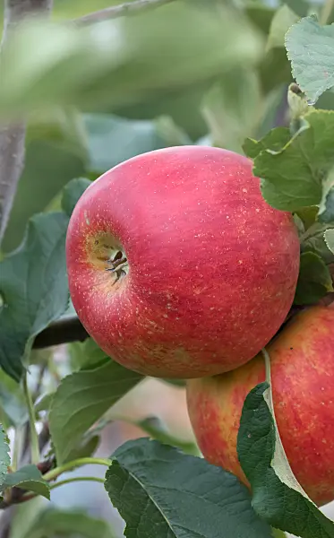 675245 - Kulturapfel (Malus x domestica 'Roter Aloisius')