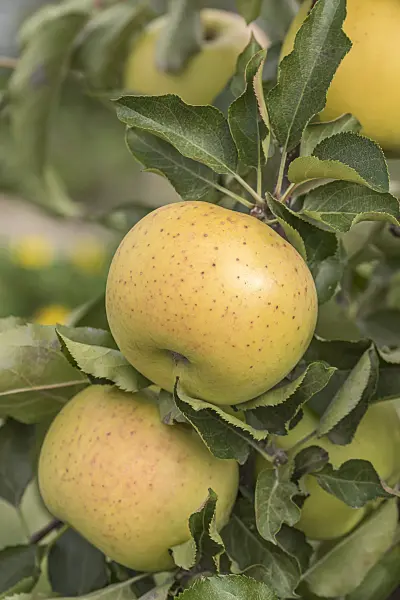 635111 - Kulturapfel (Malus x domestica 'Sirius')