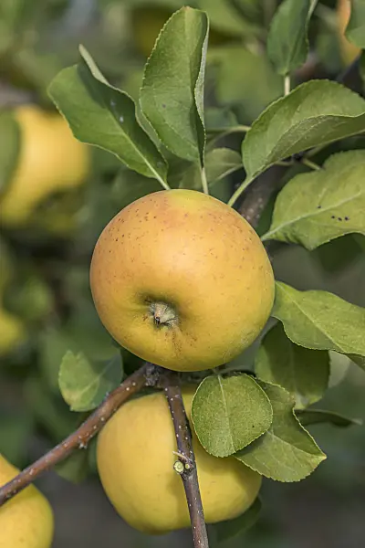 635114 - Kulturapfel (Malus x domestica 'Solaris')