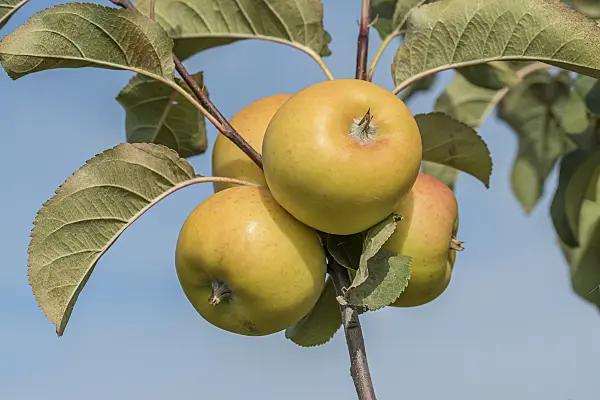 635115 - Kulturapfel (Malus x domestica 'Solaris')