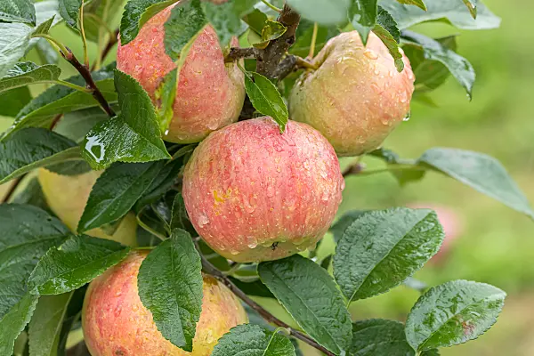 675247 - Kulturapfel (Malus x domestica 'Stina Lohmann')