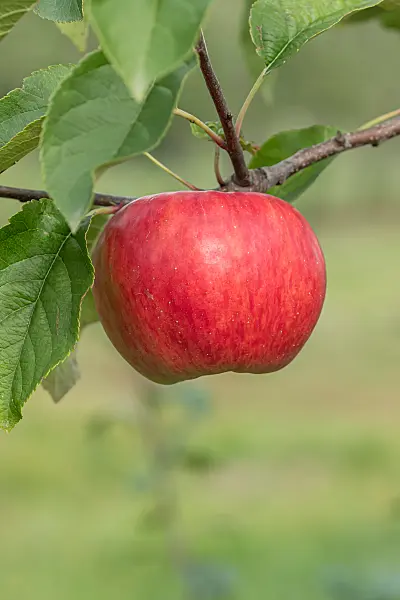 675248 - Kulturapfel (Malus x domestica 'Topaz')