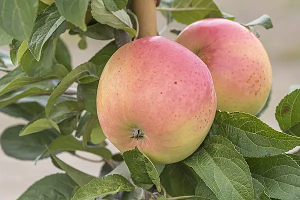 635120 - Kulturapfel (Malus x domestica 'Winterbananenapfel')