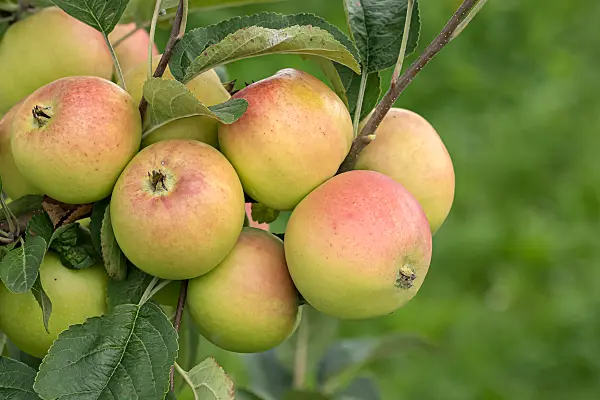 675250 - Kulturapfel (Malus x domestica 'Winterbananenapfel')