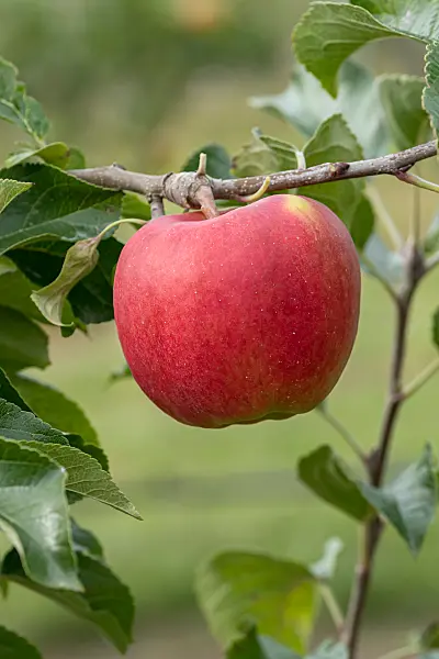 675252 - Kulturapfel (Malus x domestica 'Winterzauber')