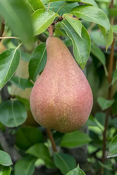 675307 - Kulturbirne (Pyrus communis 'Abate Fetel')