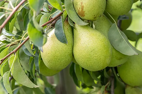 675336 - Kulturbirne (Pyrus communis 'Armida')