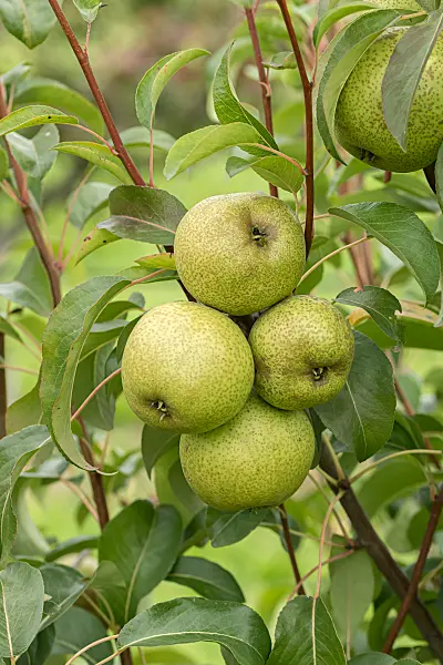 675309 - Kulturbirne (Pyrus communis 'Bergamot d'Esperen')
