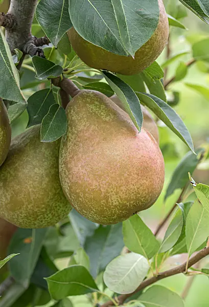 675310 - Kulturbirne (Pyrus communis 'Beurré Clairgeau')