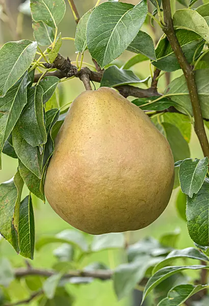 675311 - Kulturbirne (Pyrus communis 'Broncet')